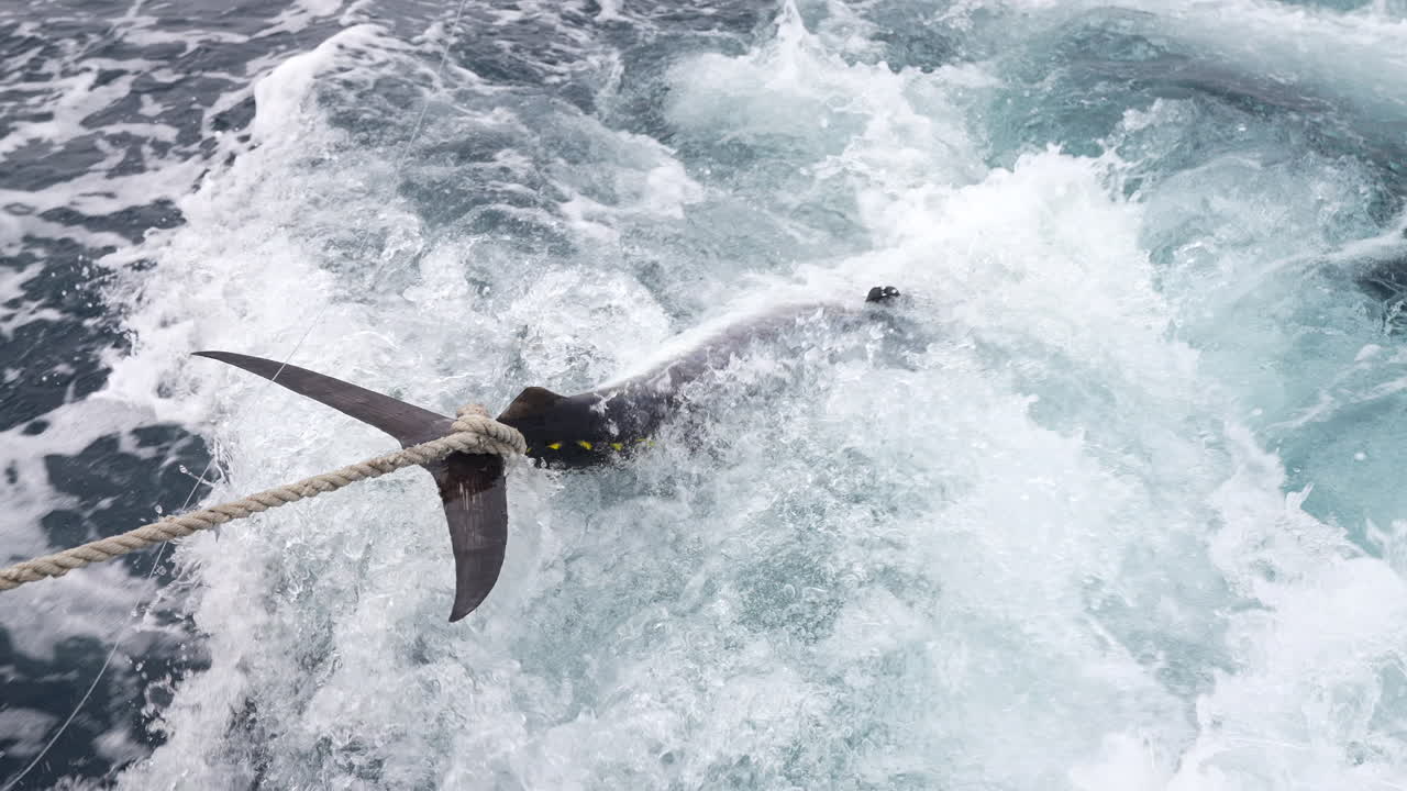 atún grande capturado por un pescador y atado a su barco en el mar adriático de croacia