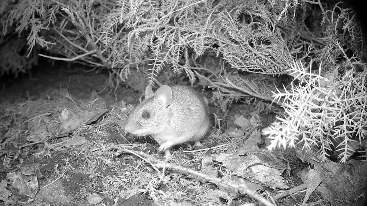 Yellow-necked mouse (Apodemus flavicollis) forages for food under a juniper bush at night. Estonia.
