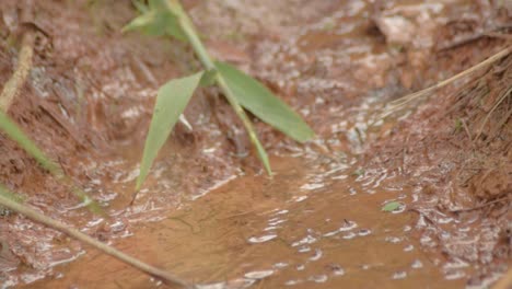 stream with rust coloured water