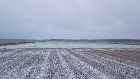 aerial birdseye view of distant european roe deer group running on the snow covered agricultural field, overcast winter day, wide angle drone shot moving forward fast