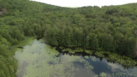 aerial shot getting closer to lake with waterlily surrounded by green hills