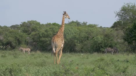 wide shot of an african giraffe walking in the jungle with zebras in the background