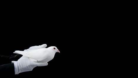 hands holding a dove bird