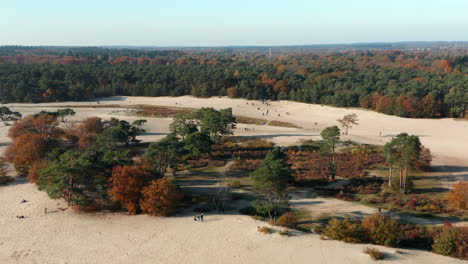 Bosque-De-Colores-Otoñales-En-La-Deriva-De-Arena-En-Soester-Druinen-En-Utrecht,-Países-Bajos