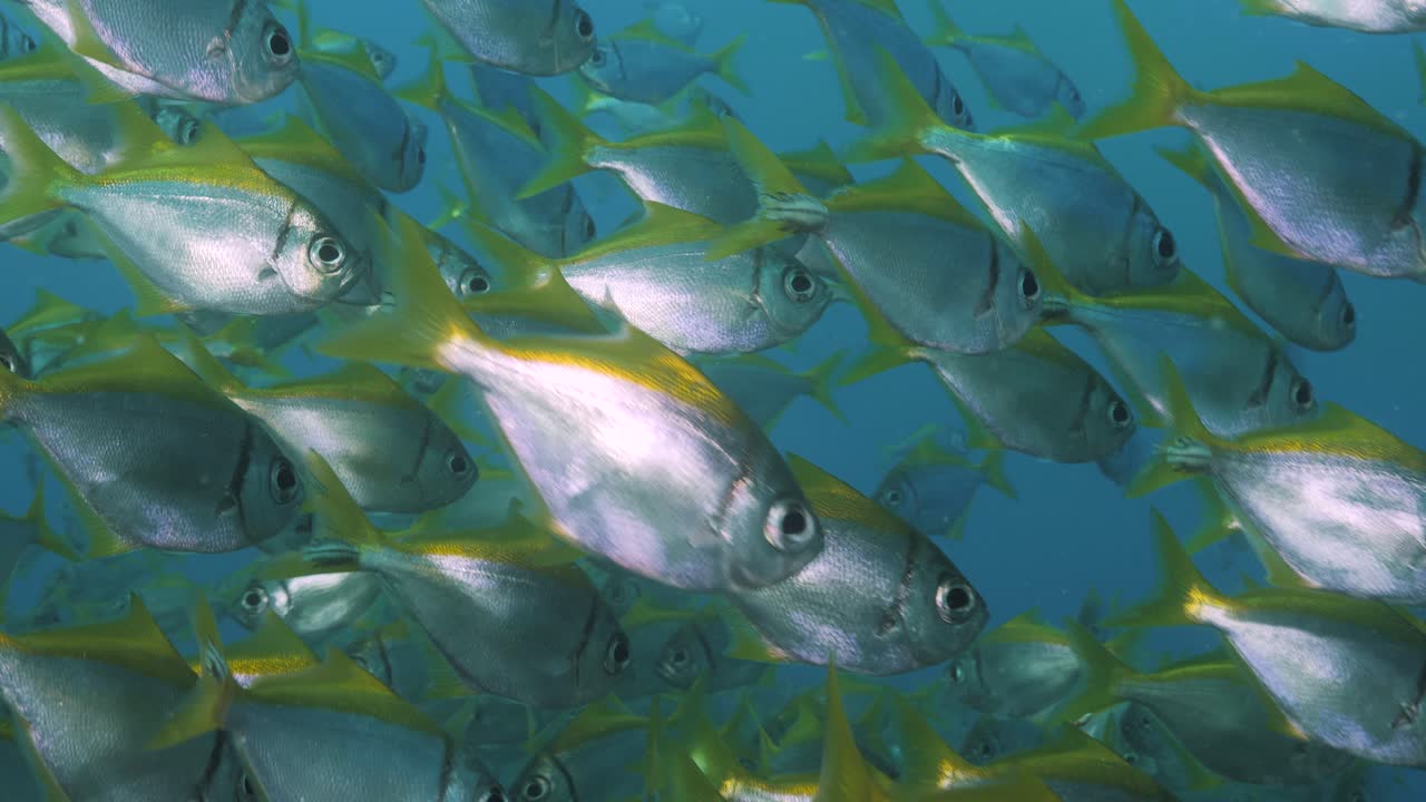 Stime med Eastern Pomfred-fisk (Schuettea scalaripinnis) som viser en levende gul stripe og skinnende sølvfarget kropp. Marin vitenskap