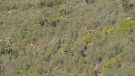 Ciervo-Macho-Corre-Por-Las-Montañas