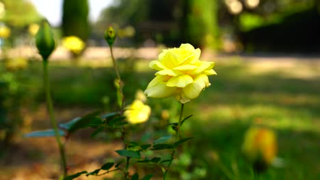 花園裡的花在太陽50時發光