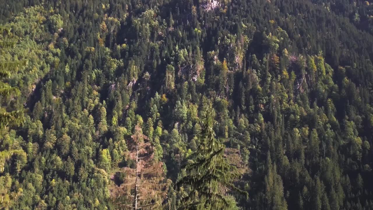 La telecamera si muove sopra gli alberi e inizia a inclinarsi lentamente verso il basso, fino a ottenere un'inquadratura completamente dall'alto su alcune case.