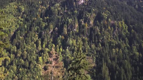 the camera moves over trees and starts to slowly tilt down, until its a full top down shot over some houses