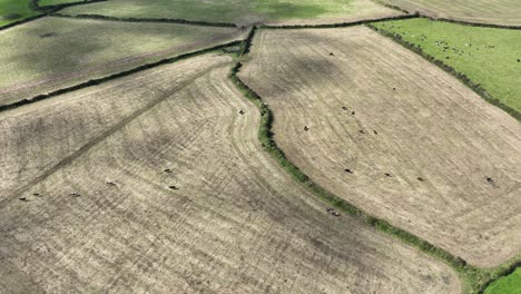 Waterford,-Irlanda,-Las-Vacas-Caminan-Para-Ordeñar-A-Través-De-Un-Campo-De-Rastrojo-En-El-último-Día-De-Verano-Con-Sombras-De-Nubes