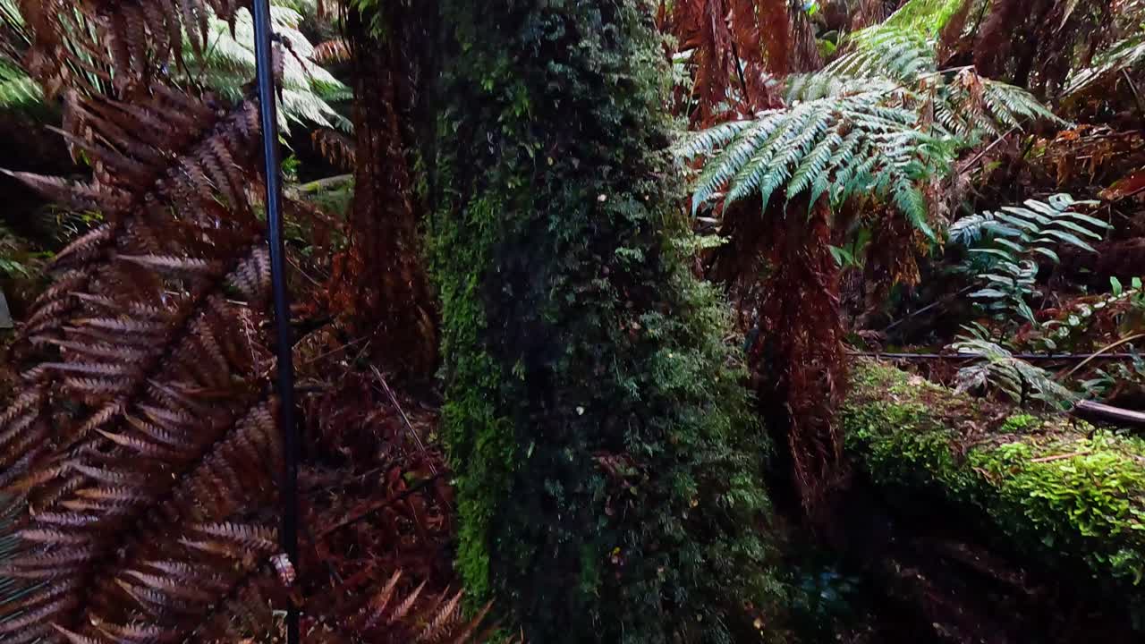 Lush greenery and ferns in a rainforest