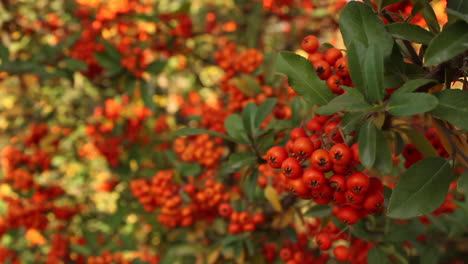 Bündel-Roter-Beeren-An-Der-Pflanze