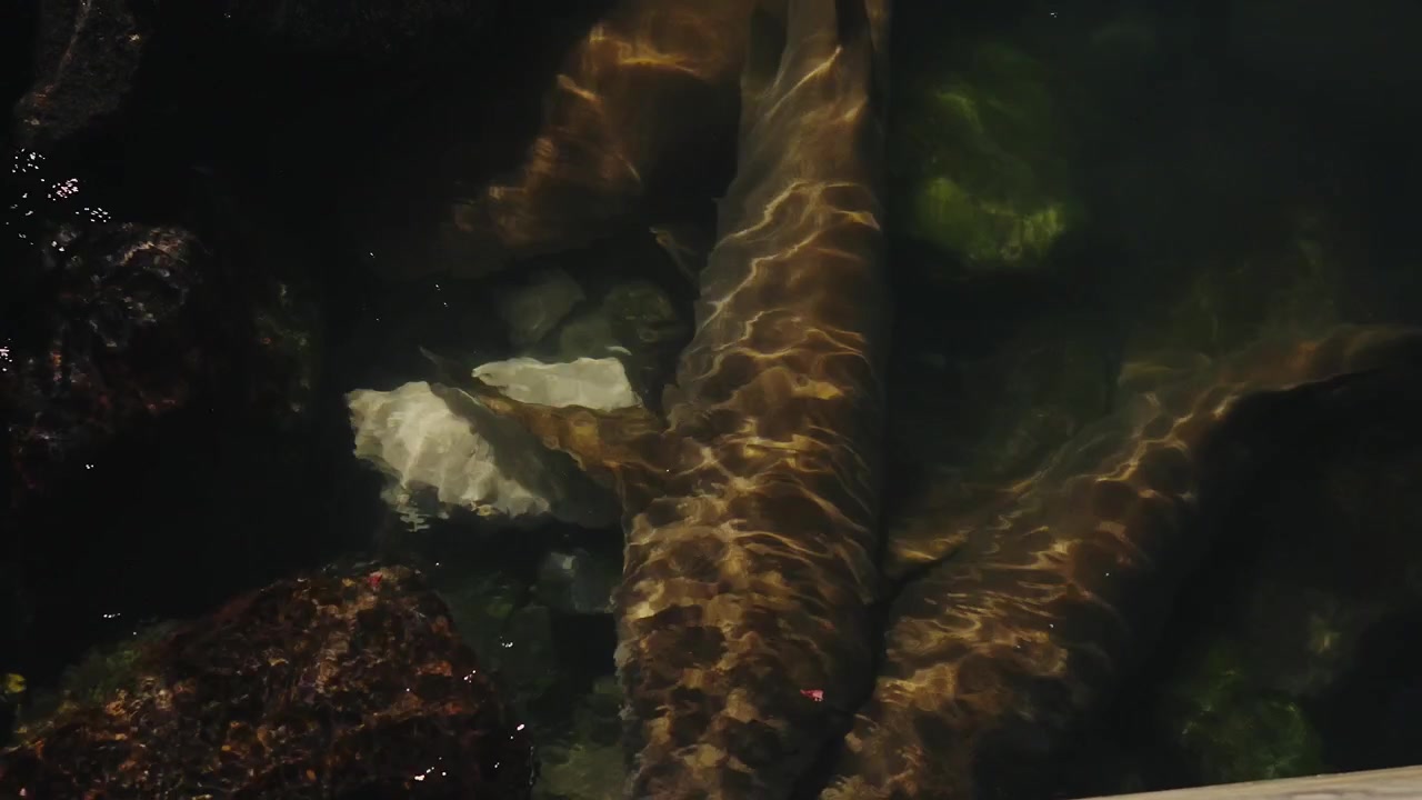 Nurse Sharks Resting Near Jetty in Shallow Water Under Night Lighting