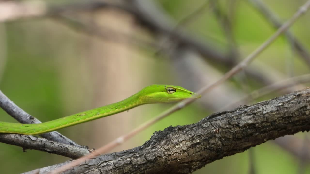 serpiente látigo verde en el árbol,