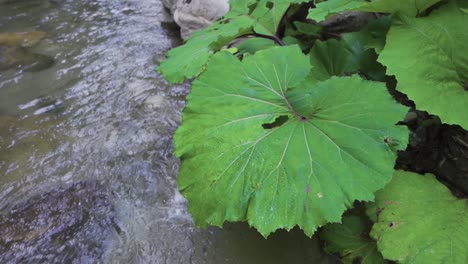 Large-leaved-plant,-by-the-stream.-Slow-motion.