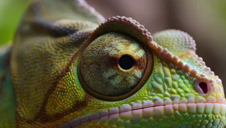 close-up of a chameleon's eye