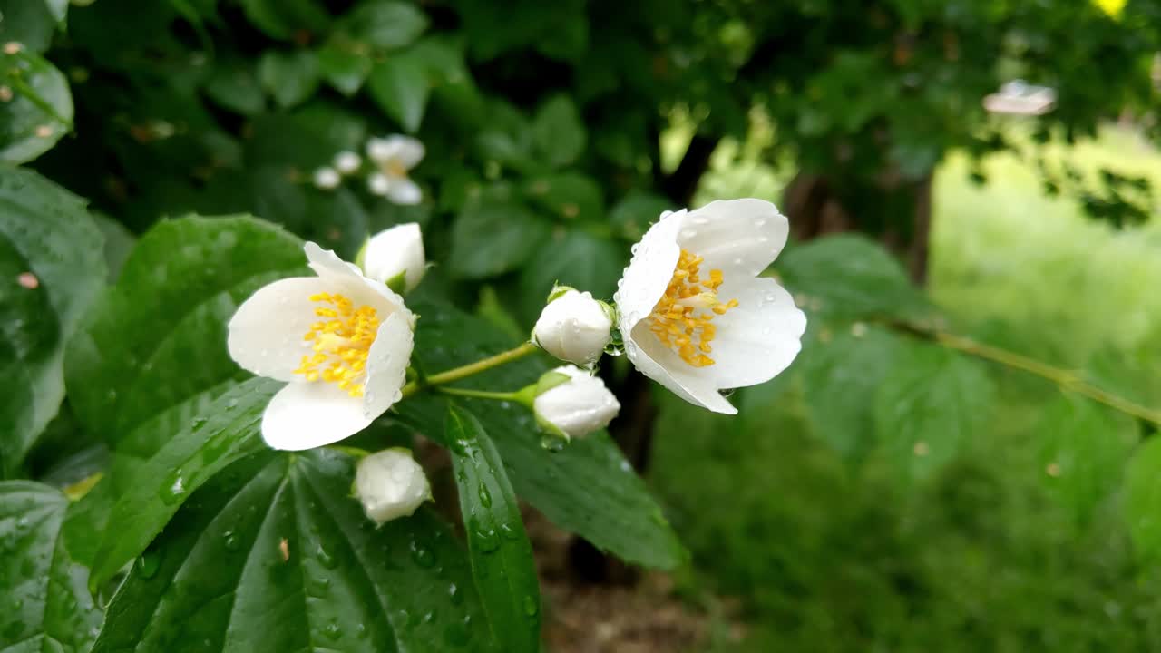 View of the flowering jasmine in the garden after the rain