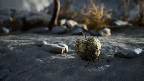 an old torn soccer ball thrown lies on sand of sea beach