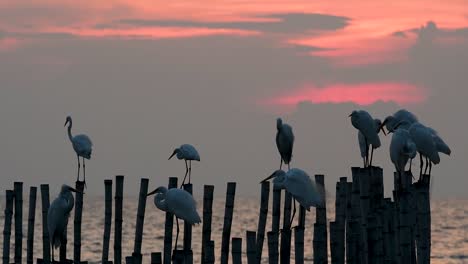 The-Great-Egret,-also-known-as-the-Common-Egret-or-the-Large-Egret