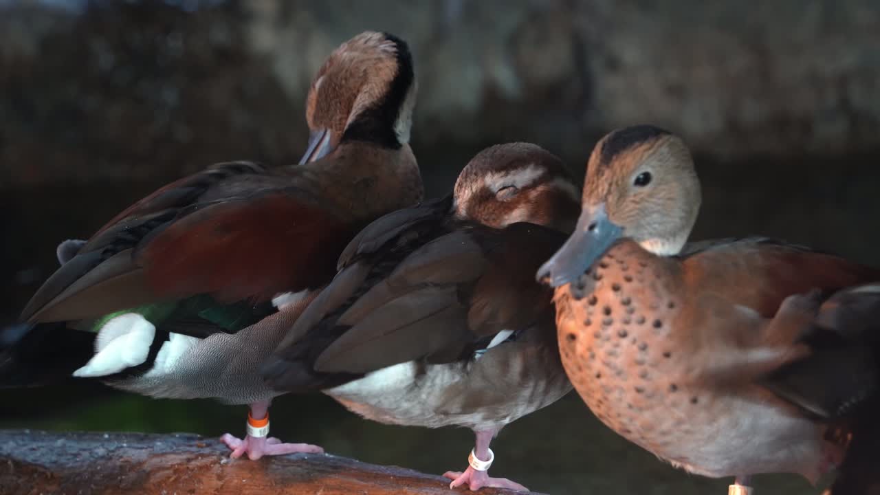 3개의 고리가 있는 청록색 callonetta leucophrys가 나란히 앉아 있습니다.