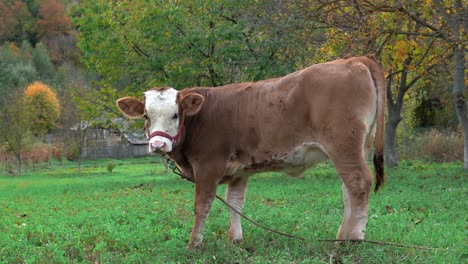 ganado marrón joven mirando alrededor en el campo, temporada de otoño