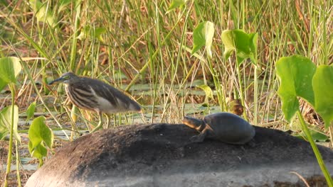 Reiher-Und-Schildkröte-Genießen-Auf-Dem-Wasser