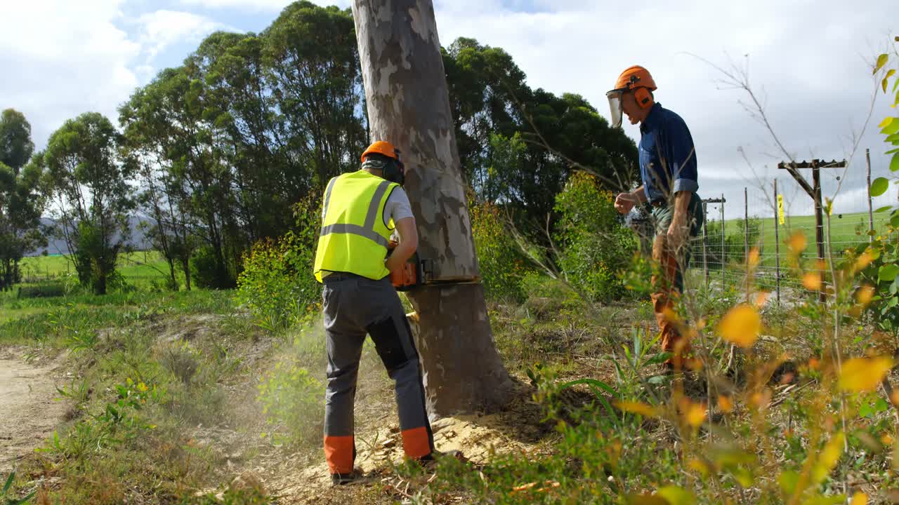dos leñadores cortando un árbol caído en el bosque 4k