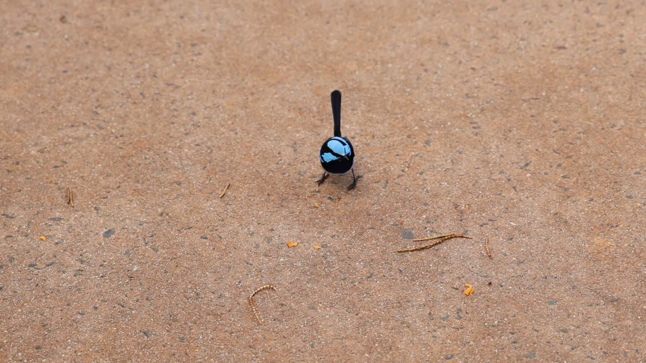 땅 위에 있는 파란 날개 새