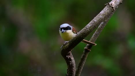 Der-Tigerwürger-Hat-Seinen-Namen-Von-Dem-Tigerähnlichen-Muster-Auf-Seinen-Federn,-Da-Er-Auch-Ein-Raubtier-Eines-Vogels-Ist,-Der-Sich-Von-Insekten,-Sehr-Kleinen-Säugetieren-Und-Sogar-Vögeln-Seiner-Größe-Ernährt