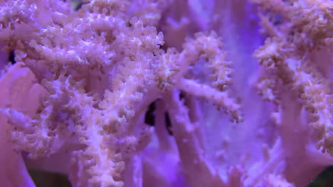 Black-clown-fish-looks-looks-around-then-hides-in-pink-anemone,-close-up