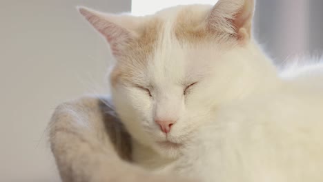 beautiful cat waking up from a drowsy sleep while sleeping in a cat tree in front of a window