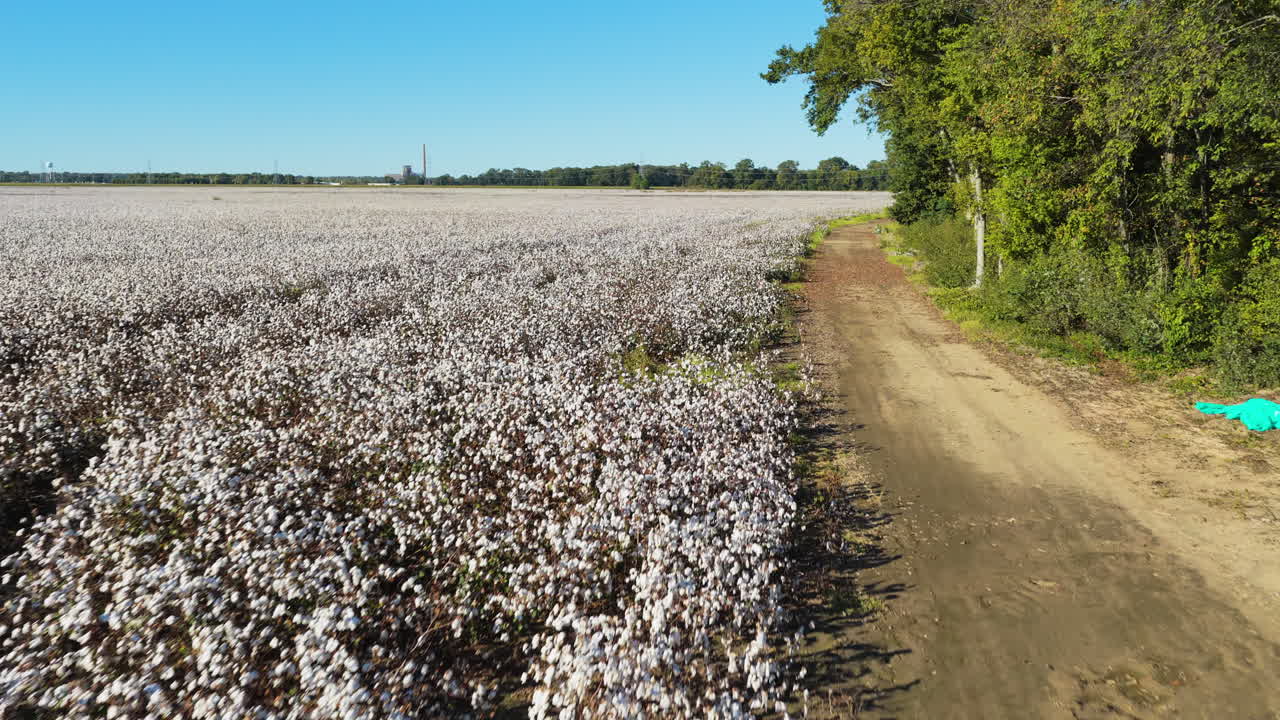 Campo di cotone che si estende lungo una strada agricola sterrata nella campagna rurale del Mississippi, ripresa aerea in movimento, sfondo.