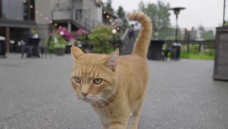 Gato-Atigrado-Caminando-Afuera.-Camara-Lenta