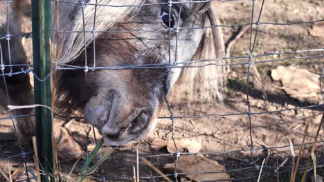 clip de adorable pony shetland tratando de comer heno de paja a través de la valla