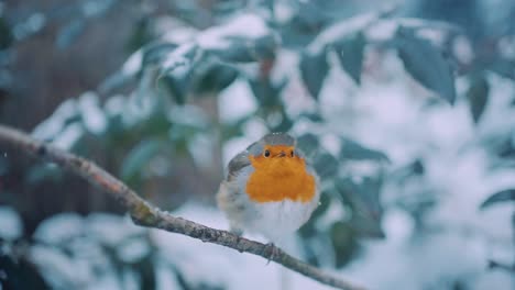 european male robin perched on branch, turns head towards camera, slow motion, close up