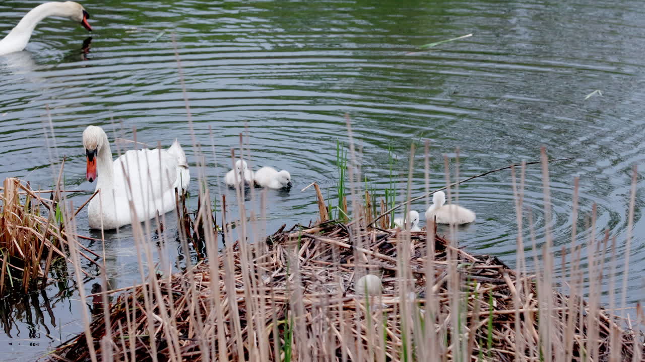 A mother swan sitting in her nest, her cygnets huddled closely.