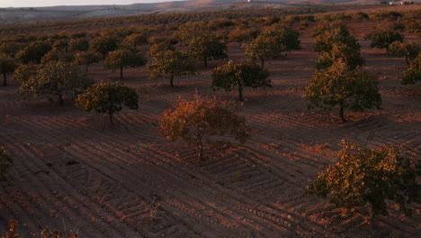 Goldenes-Sonnenlicht-über-Pistaziengarten-In-Der-Nähe-Von-Gaziantep-Bei-Sonnenuntergang-In-Der-Türkei