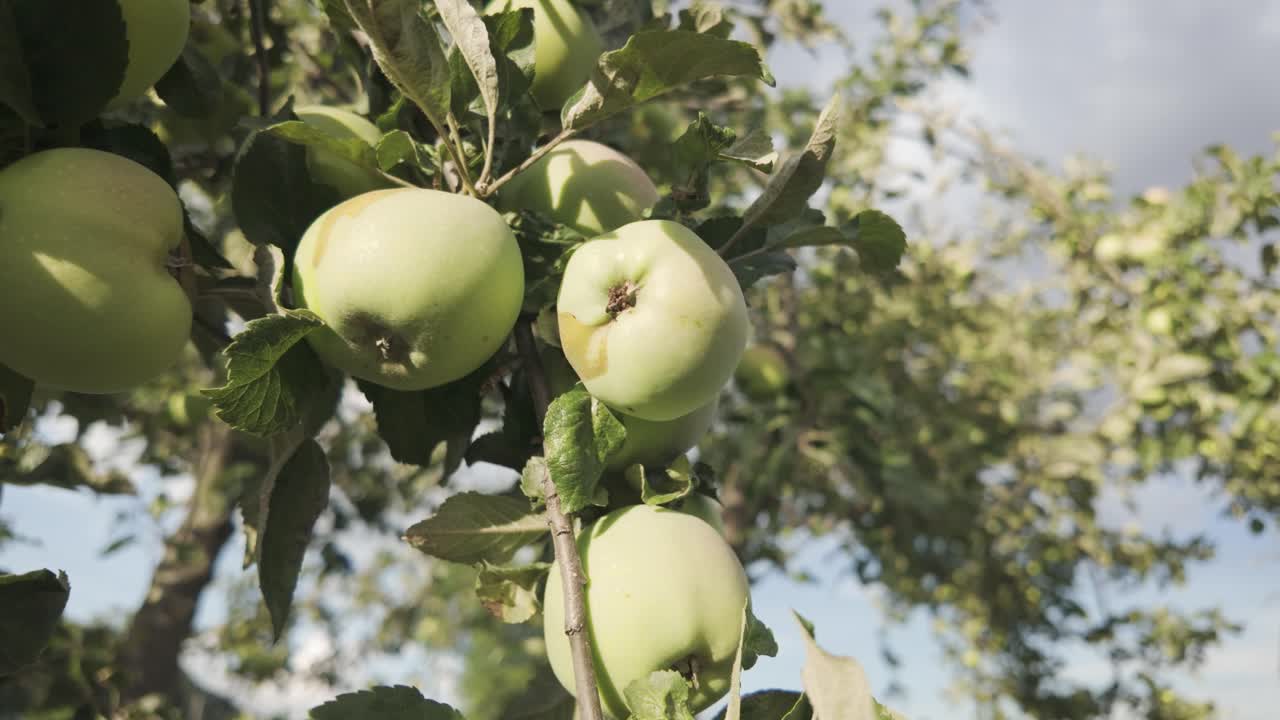 Green apples growing on a tree in a picturesque Romanian orchard during summer