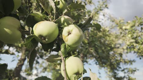green apples growing on a tree in a picturesque romanian orchard during summer