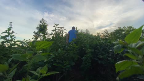 Adventure-traveler-walk-through-green-plant-in-hill-trail-at-sunrise