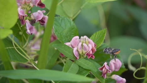 potato bean apios americana ground-nut with flying leaf cutter bee