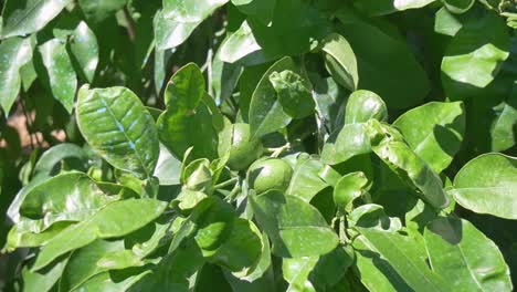 Limones-Verdes-En-El-árbol