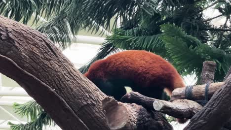 panda roja caminando por los bosques en el zoológico