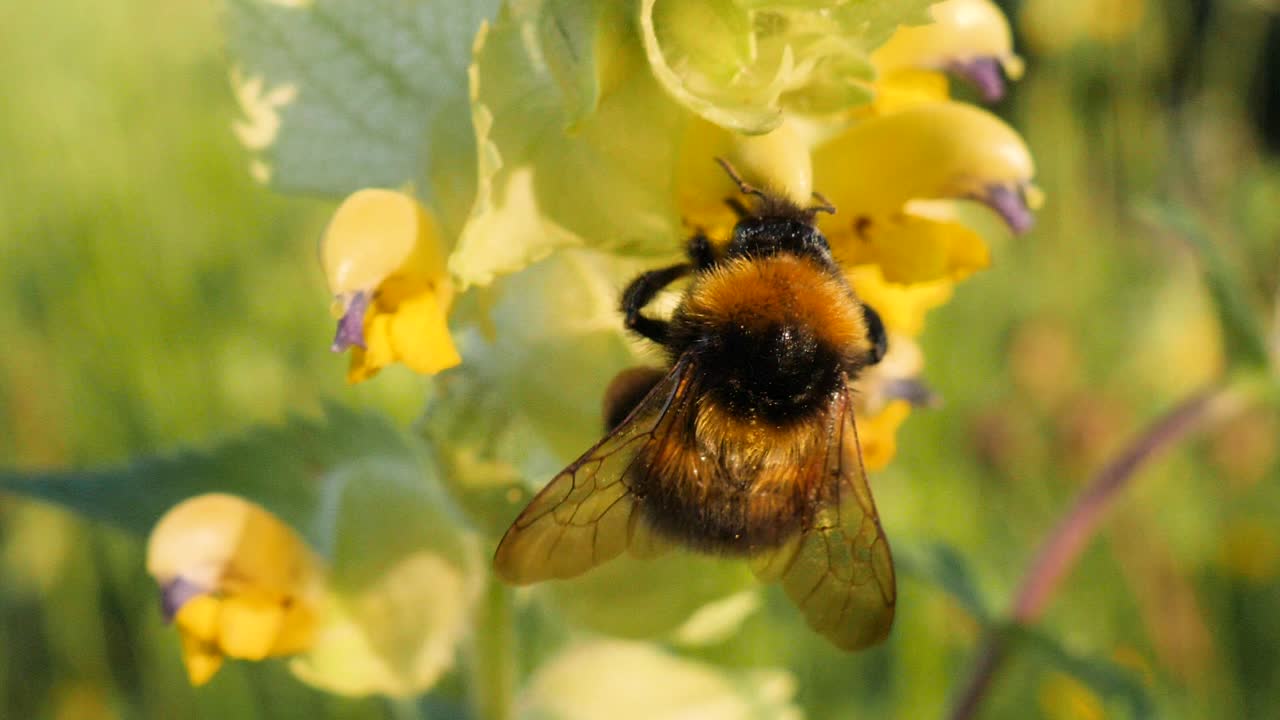 Macro shot of a bumblebee sucking out nectar from a yellow flower in a green gras field and flying away in slow motion
