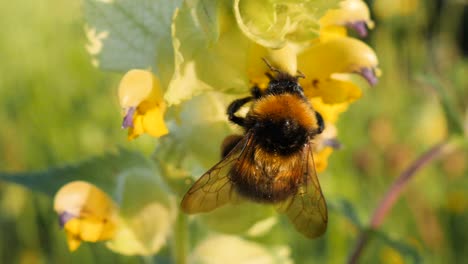 macro shot of a bumblebee sucking out nectar from a yellow flower in a green gras field and flying away in slow motion