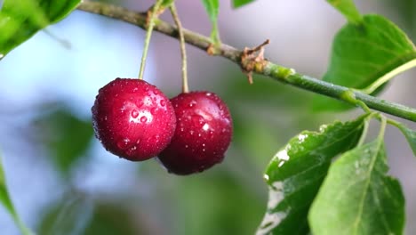 closeup of red organic cherries fruits on a tree with water drops closeup of red organic cherries fruits on a tree with water drops on a background of green leaves high in vitamin c organic berries