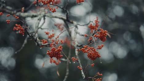 a close-up of the rowan tree branch with red berries on the blurry background