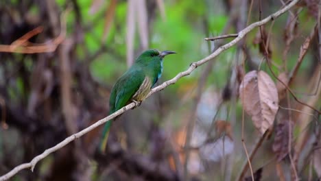 El-Abejaruco-De-Barba-Azul-Se-Encuentra-En-La-Península-De-Malaya,-Incluida-Tailandia,-En-Claros-De-Bosques-Particulares