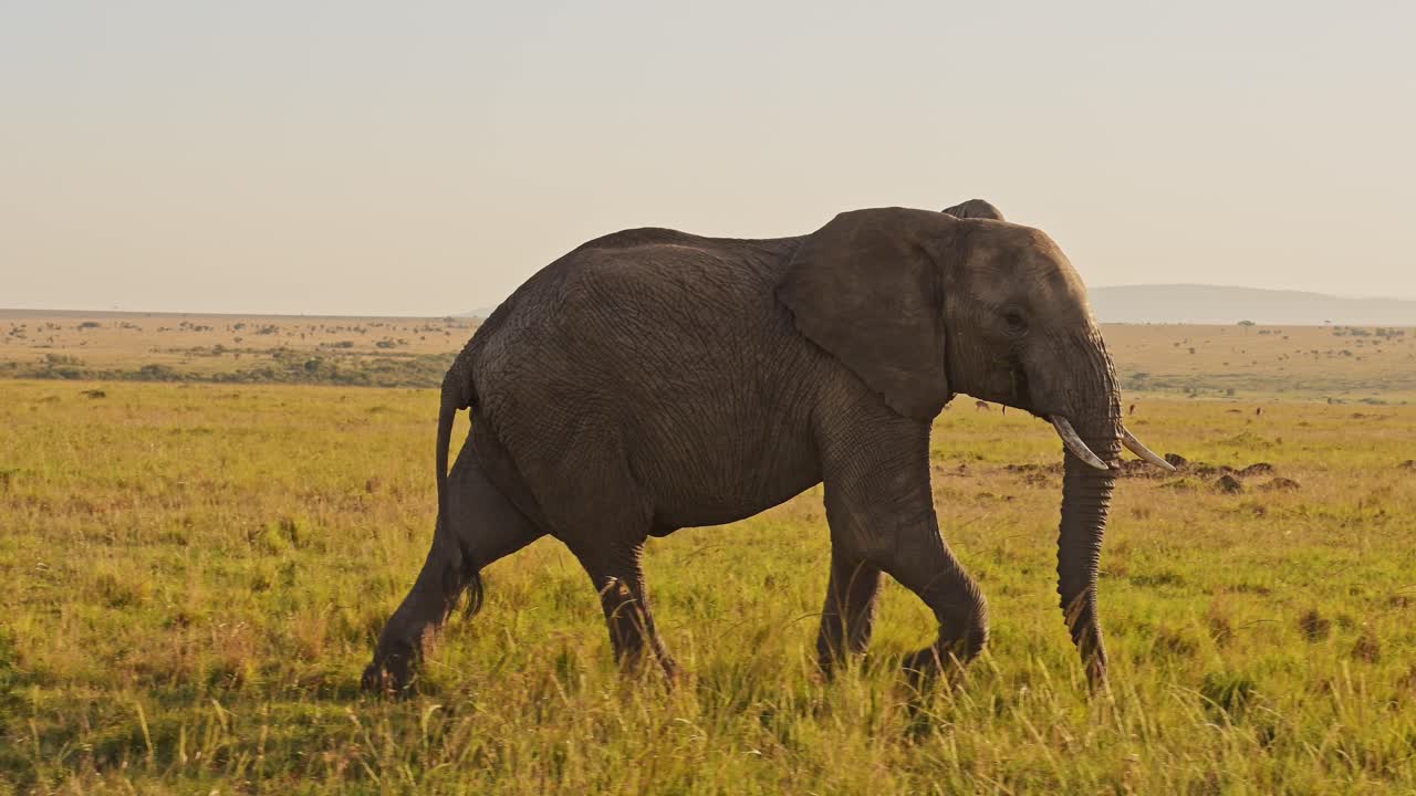 아프리카 코끼리, 아프리카 야생동물 마사이 마라 국립 보호구역, 케냐, 스테디캠  ⁇ 발 추적  ⁇ 은 마사이 마라의 사바나에서 달리는 코끼리를 따라
