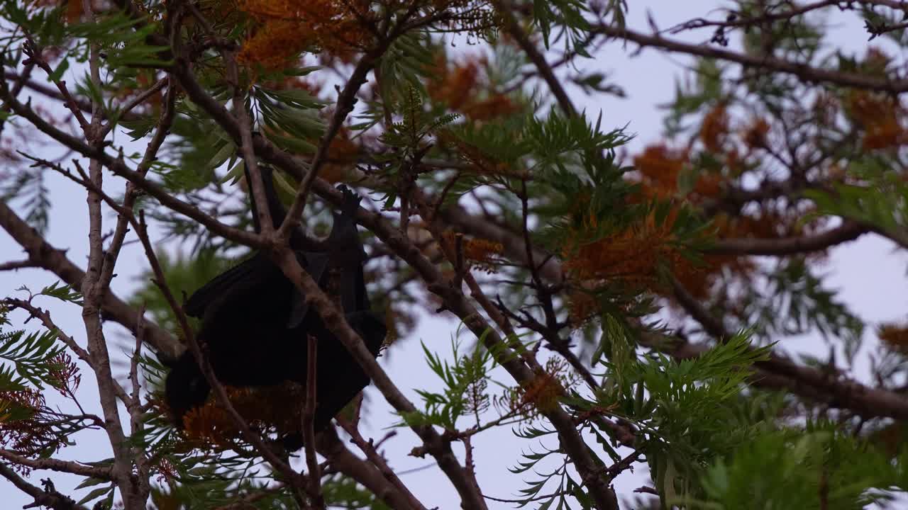 Primo piano di una volpe volante appesa a testa in giù su un albero di quercia setosa, che si nutre attivamente del nettare dei fiori al crepuscolo